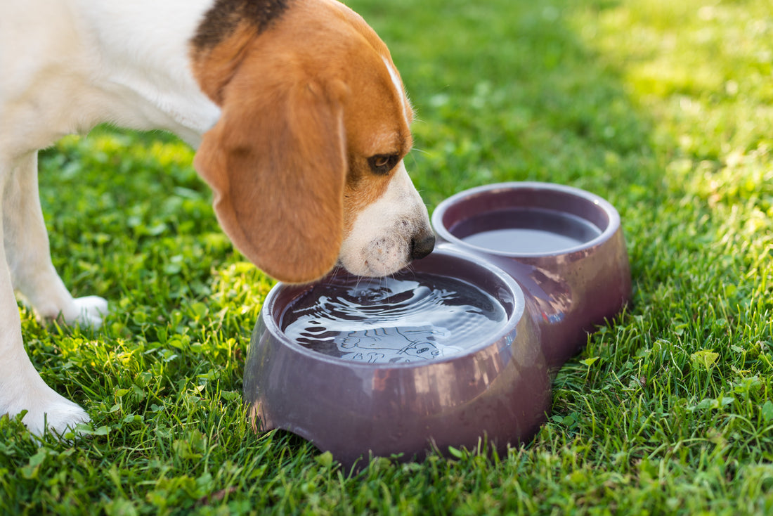 DER ULTIMATIVE LEITFADEN ZUR AUSWAHL DES PERFEKTEN HUNDEFUTTERNAPFS