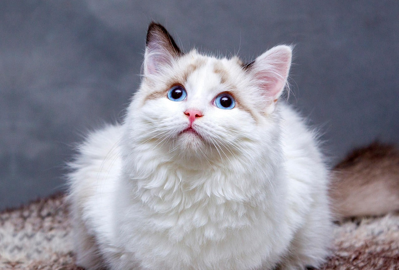 Katzen