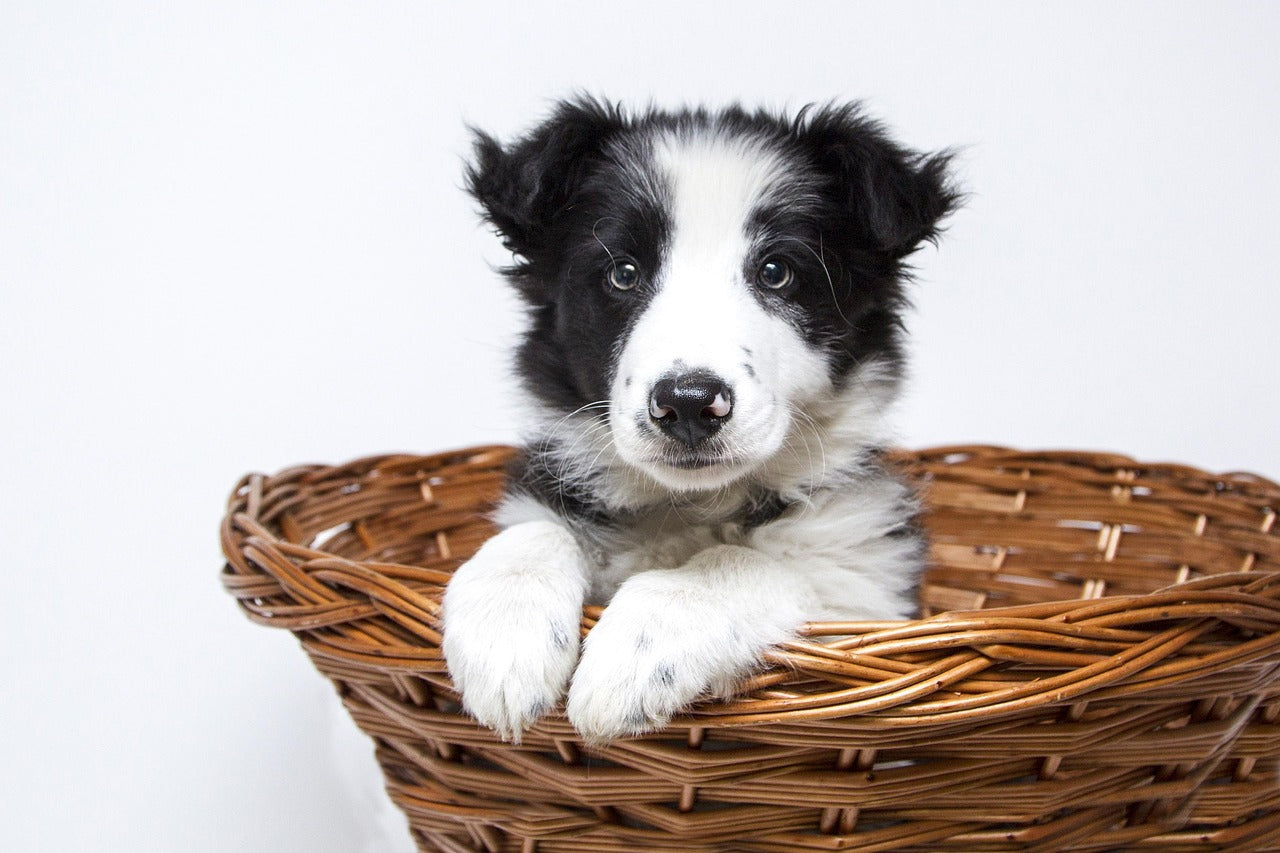 Hunde